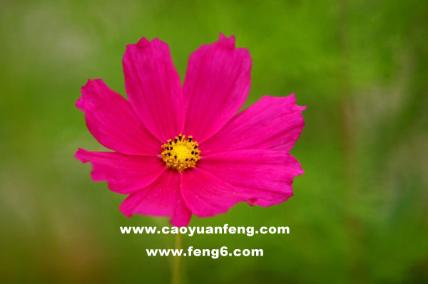8月豐寧壩上最新風(fēng)景圖片（多圖）壩上草原幾月份最好
