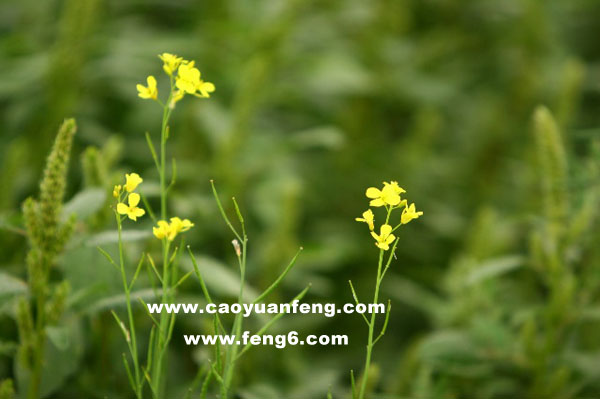 8月豐寧壩上風(fēng)景