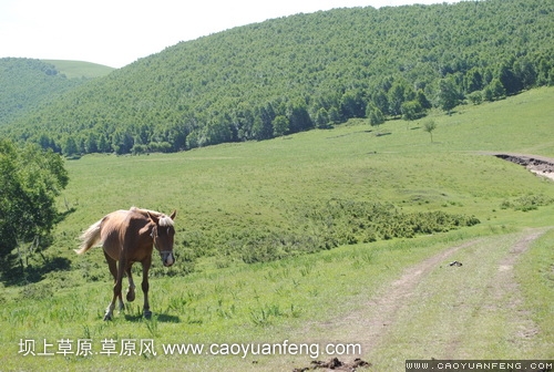 現(xiàn)代車友會(huì) 壩上旅游第二天