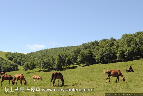 現(xiàn)代車友會(huì) 壩上旅游第二天