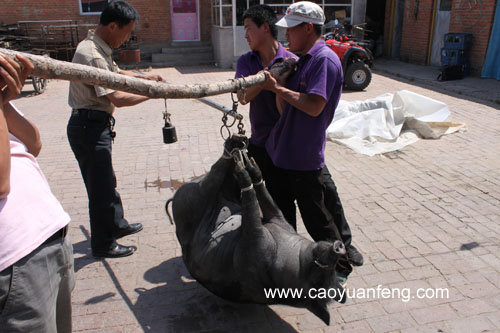 農(nóng)家院殺豬全過程
