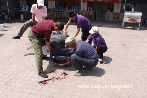 農(nóng)家院殺豬全過程