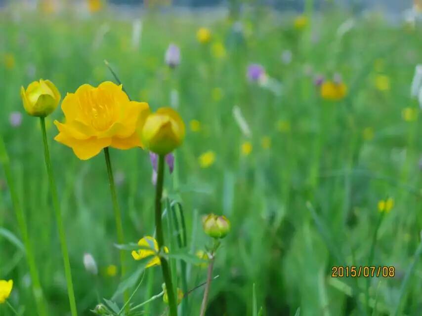 壩上金蓮花