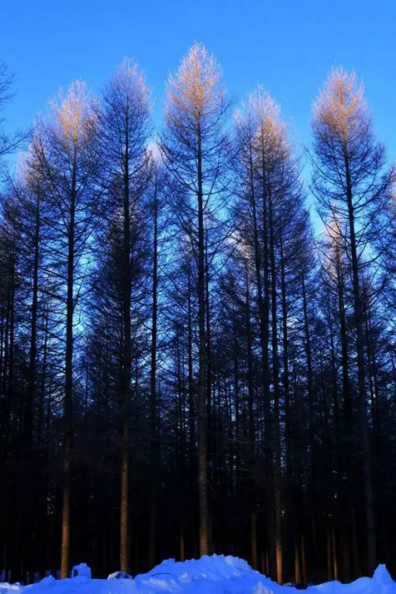 壩上冬天美景