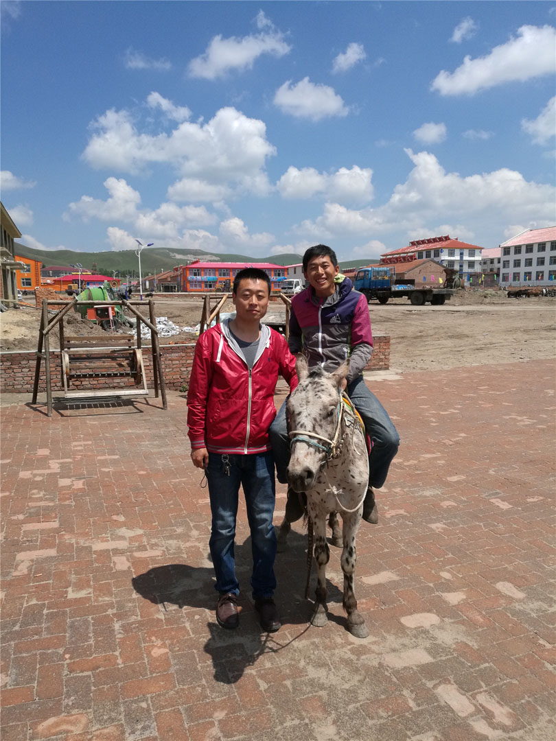 壩上小矮馬