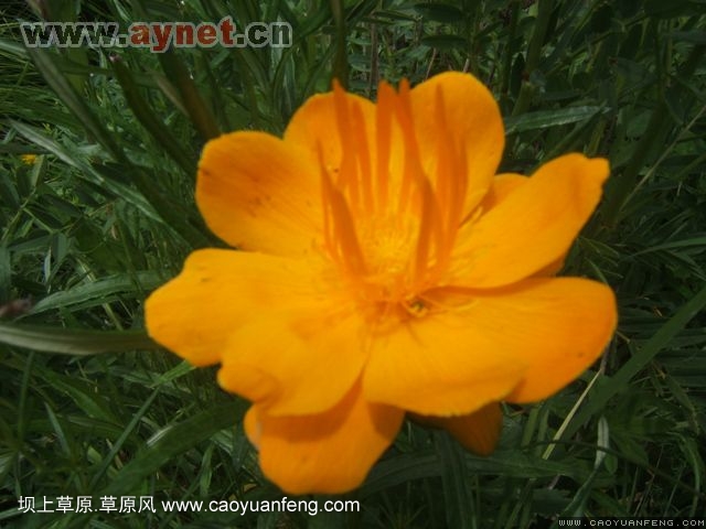 搜狐安陽(yáng)車(chē)友會(huì)7月豐寧壩上草原行