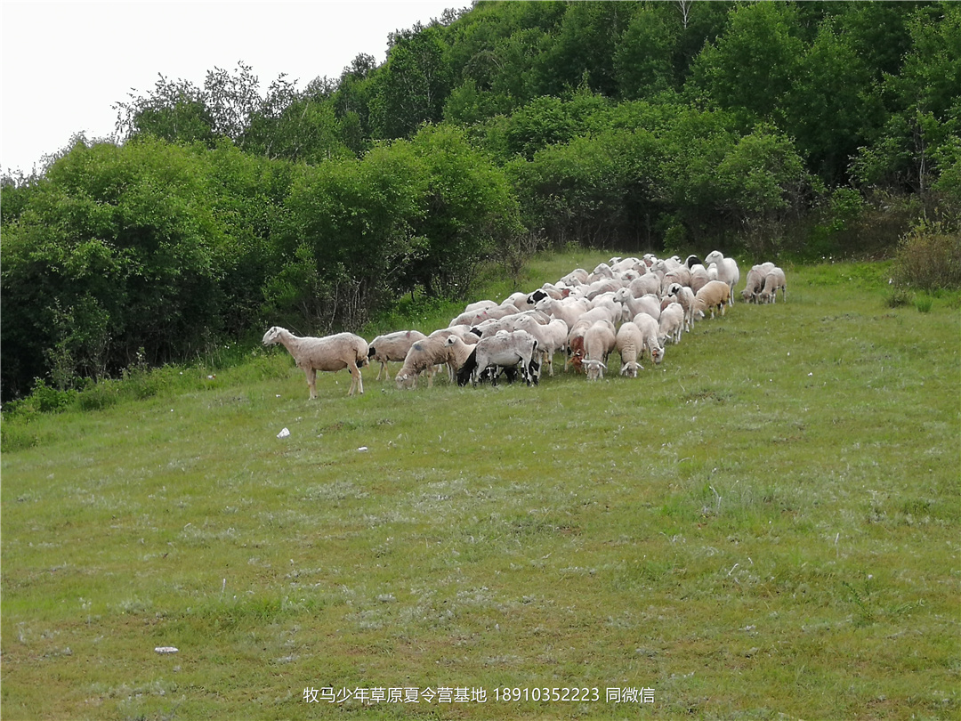 伯文教育草原軍事夏令營(yíng)