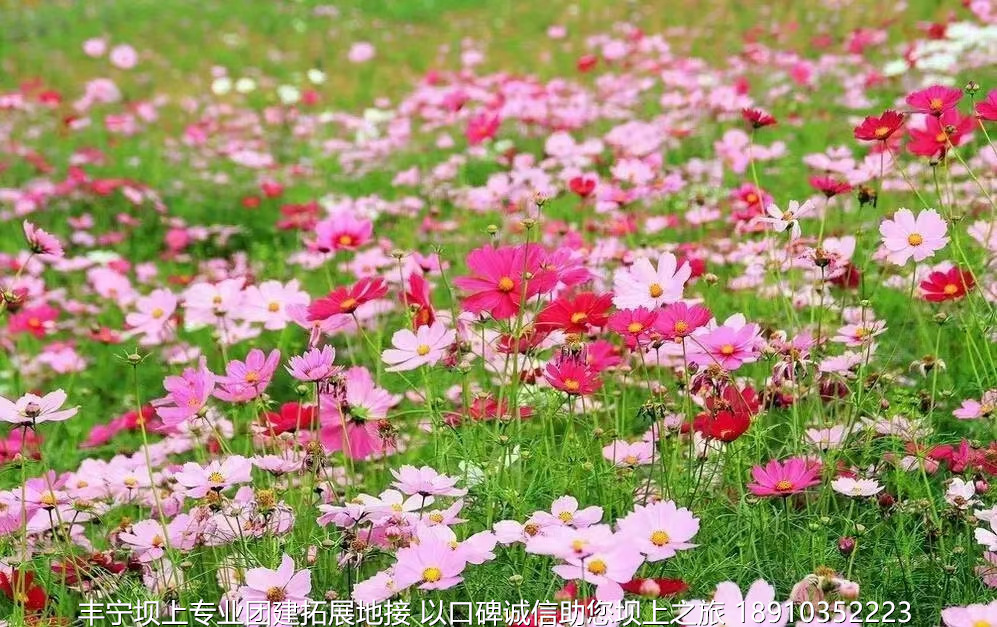 永豐二鍋頭豐寧壩上團(tuán)建2日游