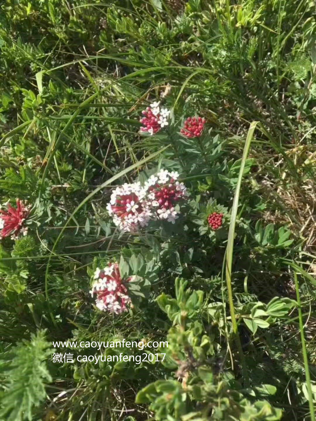 壩上最美季節(jié)花海羊群