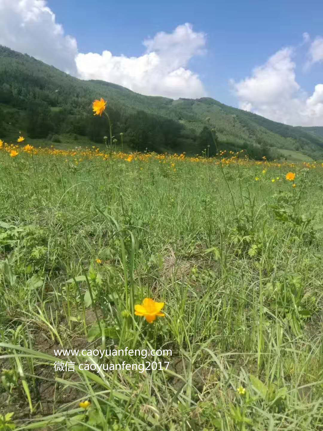 壩上最美季節(jié)花海羊群