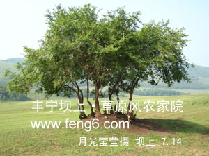 豐寧壩上草原風(fēng)景