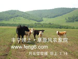 豐寧壩上草原風(fēng)景