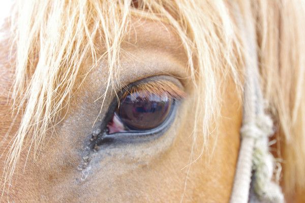 豐寧壩上景點(diǎn)圖片