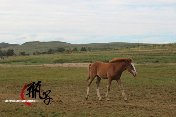 豐寧壩上自助游圖片