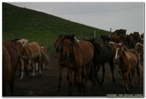 豐寧壩上圖片