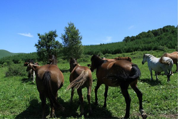 豐寧壩上旅游攻略圖片