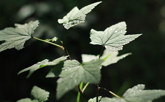 豐寧壩上景點圖片