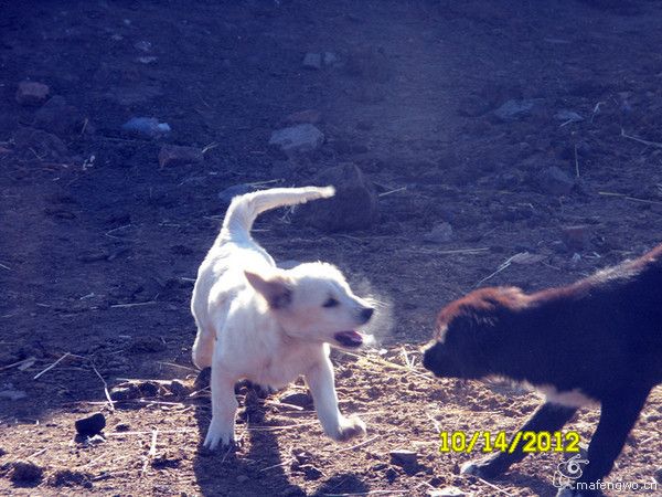 豐寧壩上自助游圖片