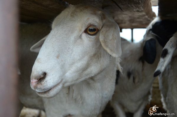 豐寧壩上圖片