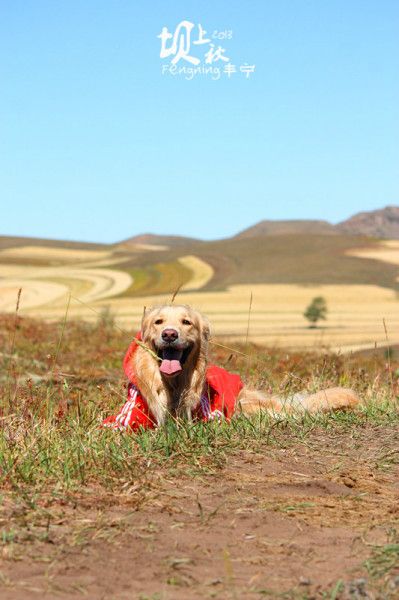 豐寧壩上圖片