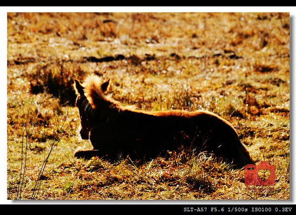 豐寧壩上景點圖片