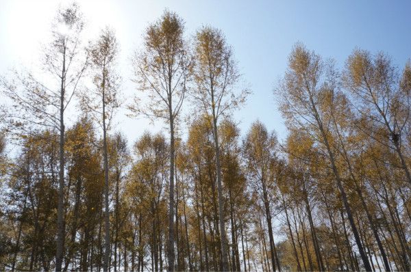 豐寧壩上旅游攻略圖片