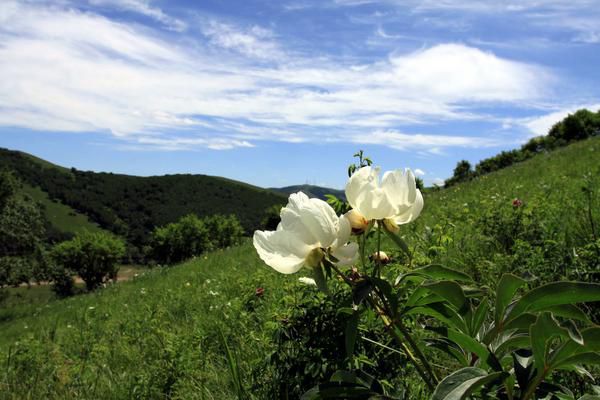 豐寧壩上旅游攻略圖片