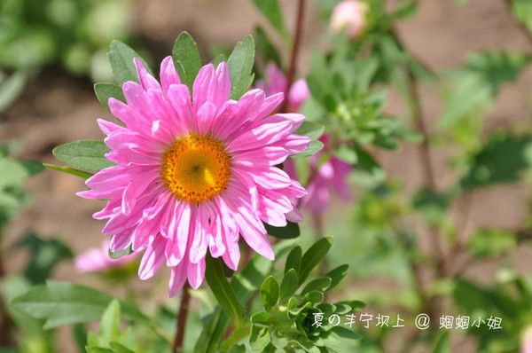 豐寧壩上，關(guān)于夏日草原的那些記憶