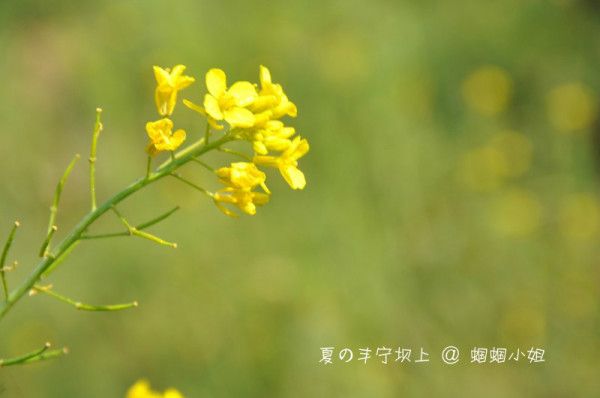 豐寧壩上自助游圖片