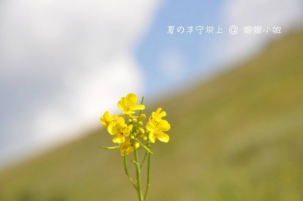 豐寧壩上景點圖片