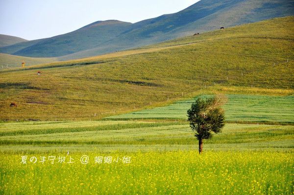 豐寧壩上自助游圖片