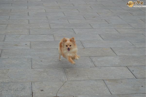 豐寧壩上自助游圖片