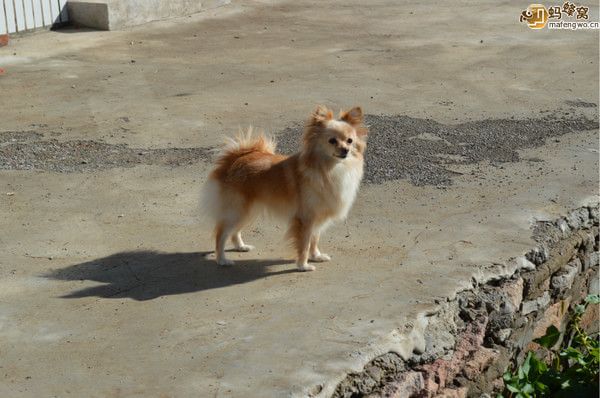 豐寧壩上圖片