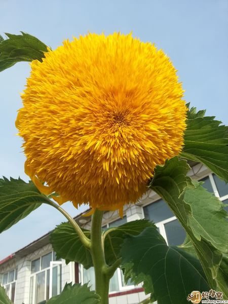 豐寧壩上圖片