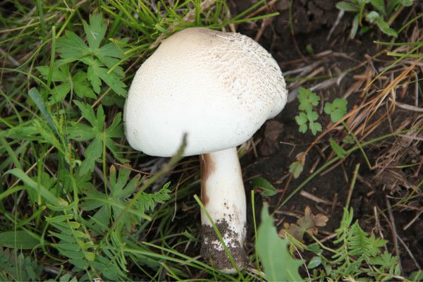 豐寧壩上自助游圖片