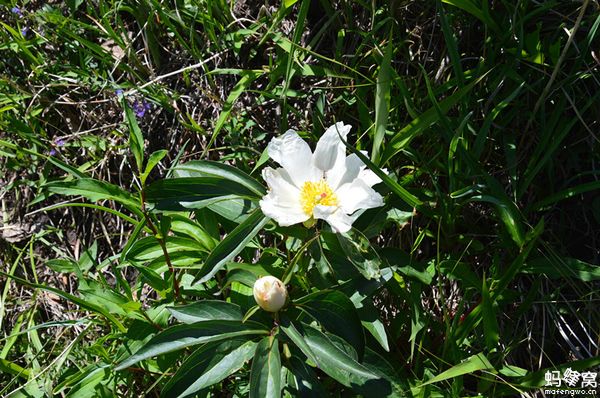 豐寧壩上圖片