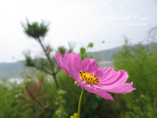 【豐寧壩上】七夕 我和草原有個(gè)約會(huì)