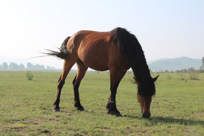 從大海到壩上草原