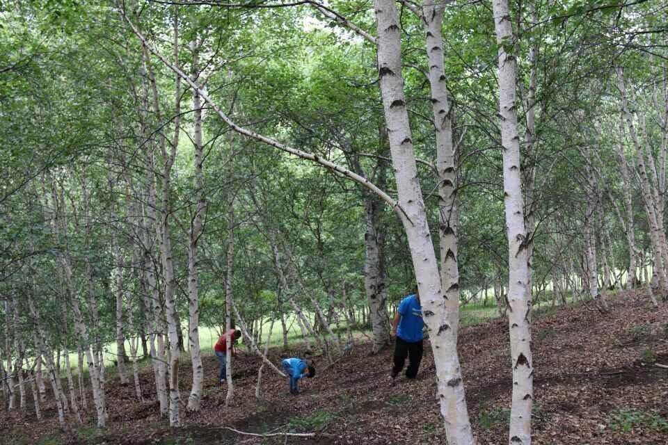 豐寧壩上草原游記