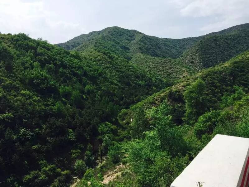 壩上草原的初夏，更像萬物復(fù)蘇的春天
