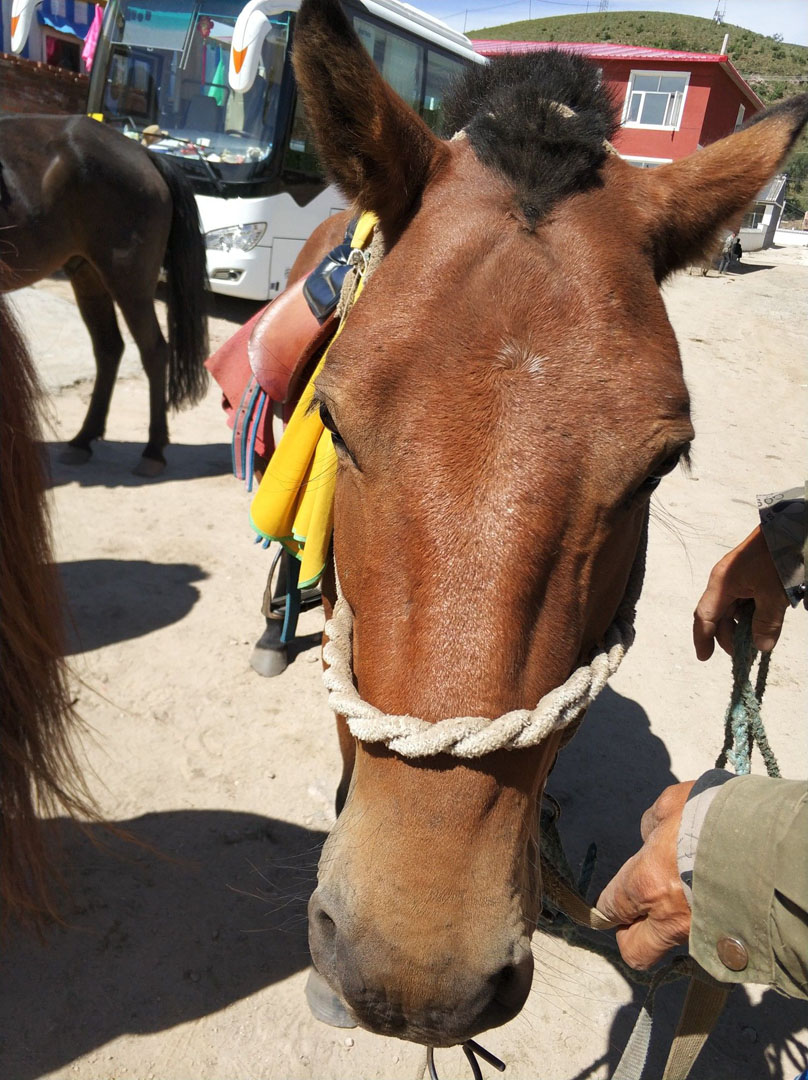 豐寧壩上草原,豐寧京北草原