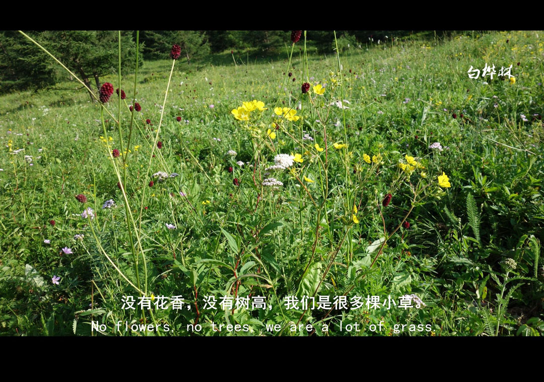 豐寧壩上草原,豐寧京北草原
