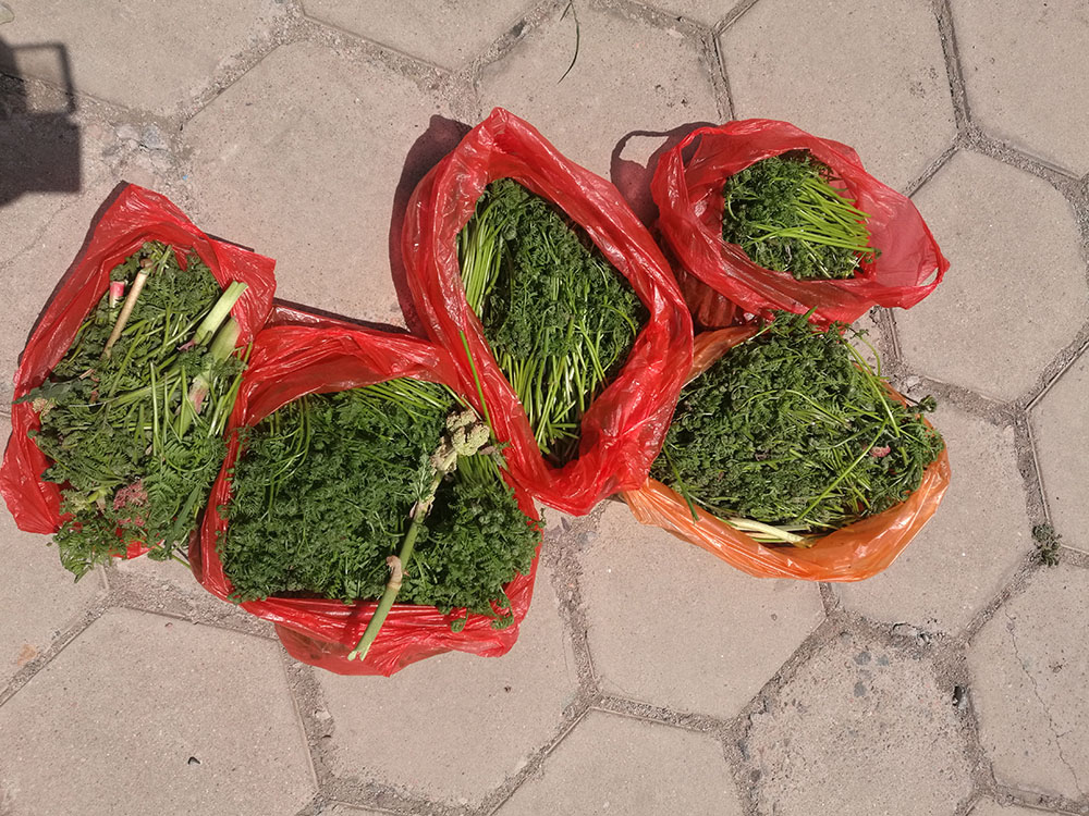 山上剛采回來的 新鮮蕨菜快看看
