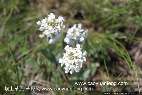 6月13日柳樹(shù)溝最新圖片