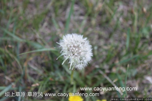 壩上柳樹溝風(fēng)景