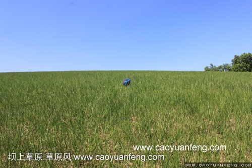 壩上柳樹溝風(fēng)景
