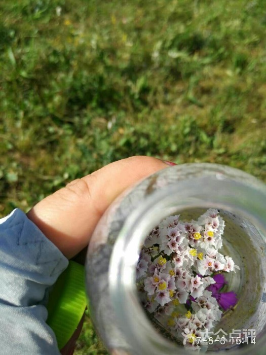 秋天蘑菇豐寧壩上行
