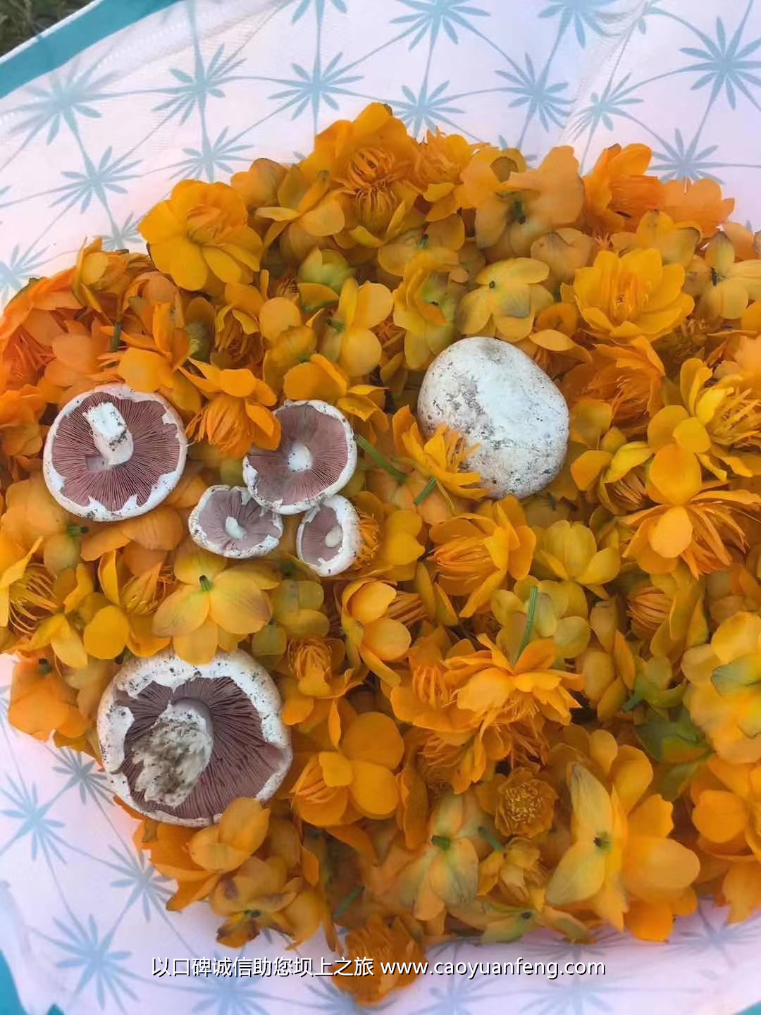 壩上蘑菇 山野菜 金蓮花 帶黃 黃花菜