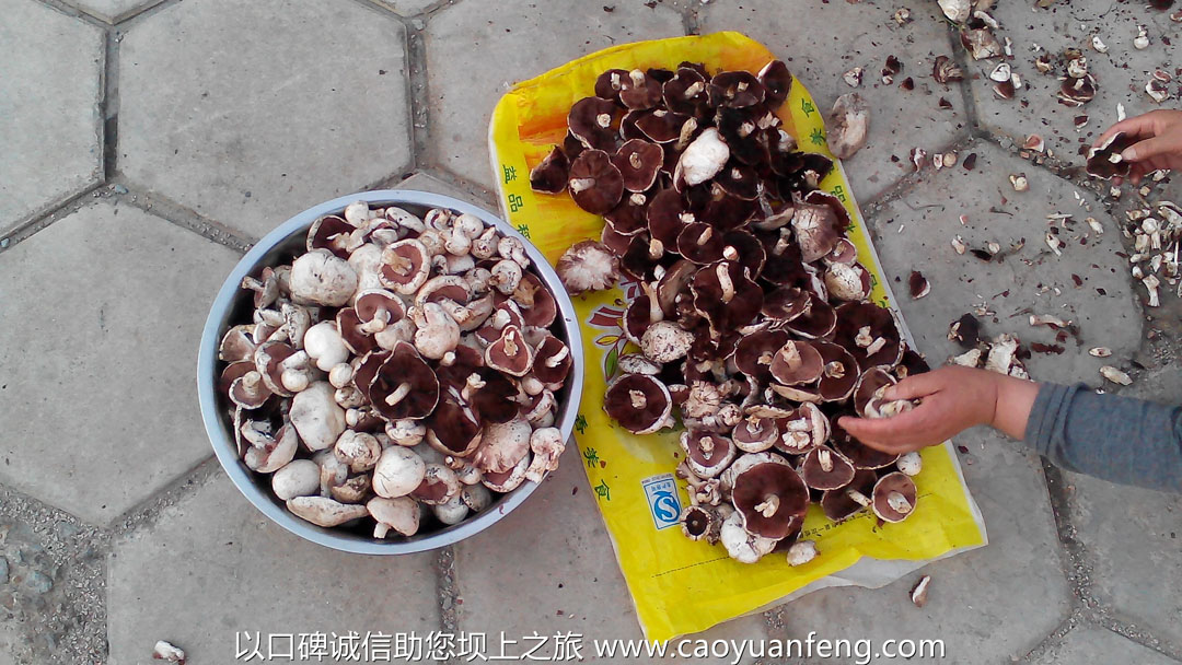 壩上蘑菇 山野菜 金蓮花 帶黃 黃花菜