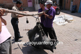 現(xiàn)殺活豬